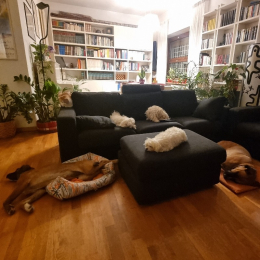 Luna,cleo, juno, brie, zara profile