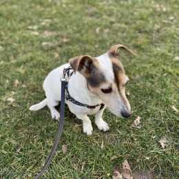 Kirra profile