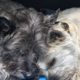 Fendi et lola  profile