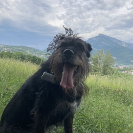 Calie profile