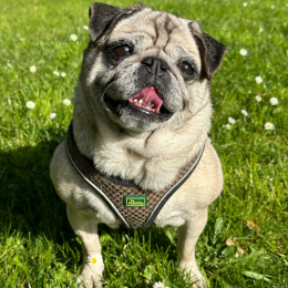 Lucy profile