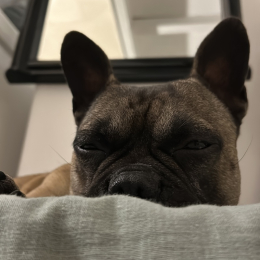 Bibou profile