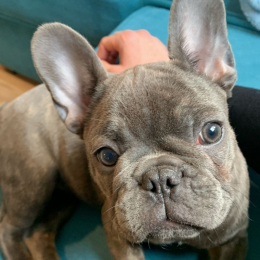 Saphie profile