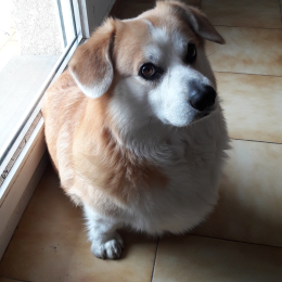 Doggo profile