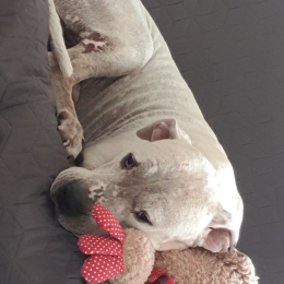 Doggo profile