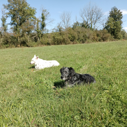 Flocky et peps profile
