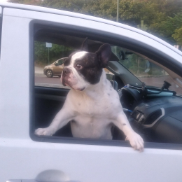 Tyson profile