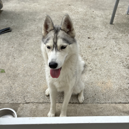 Luna profile