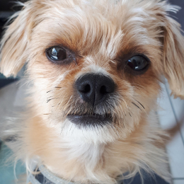 Noisette profile