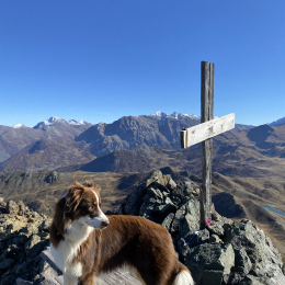 Doggo profile