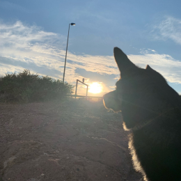 Ares profile