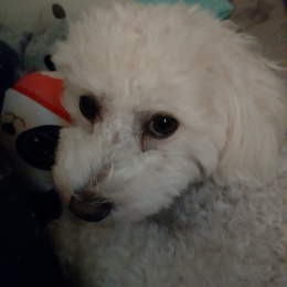 Stella profile