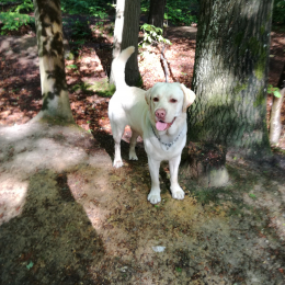 Doug profile