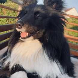 Neo profile