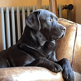 Doggo profile
