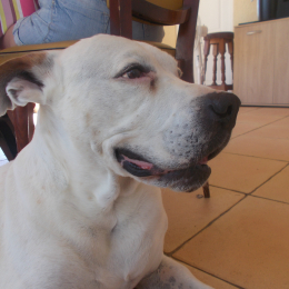 Pascal profile