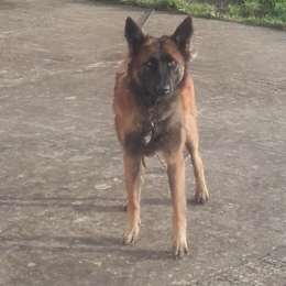 Nova profile