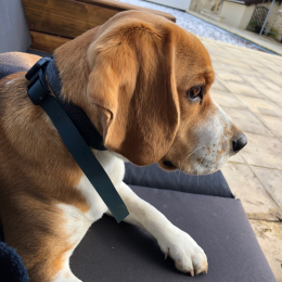 Charly profile