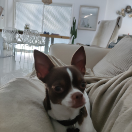 Doggo profile