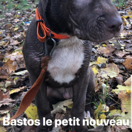 Bastos  profile
