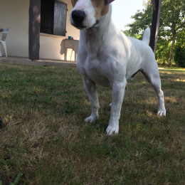 Max profile