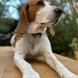 Largo profile
