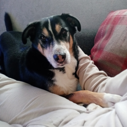 Lafko profile