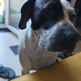 Chewie profile