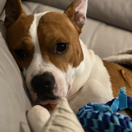 Mambo profile