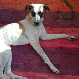 Alecto profile