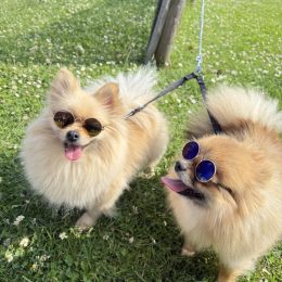 Shanel et yumi profile