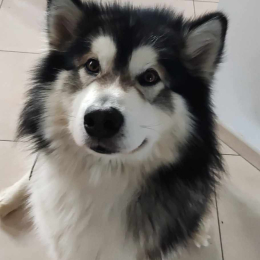 Tanùk profile