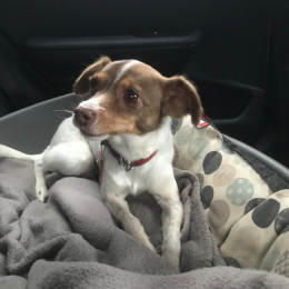 Jessie profile