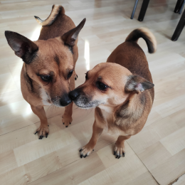 Nala et neila profile