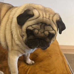 Oggie profile