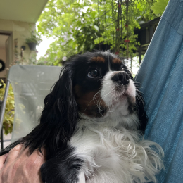 Vidocq profile