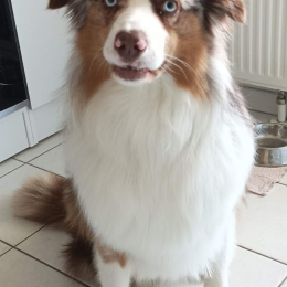 Usko profile