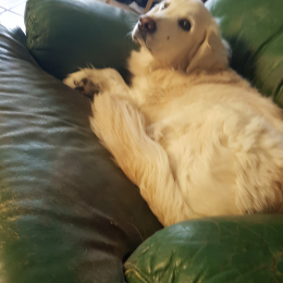 Doggo profile
