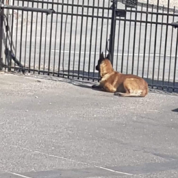 Paradise et rocky profile