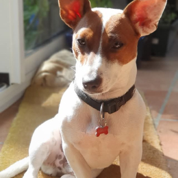 Rambo profile