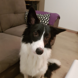 Raïky profile