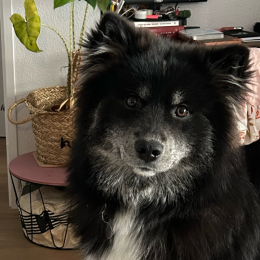 Orion profile
