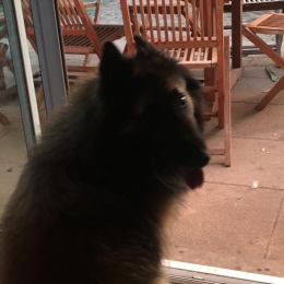 Ozzy profile