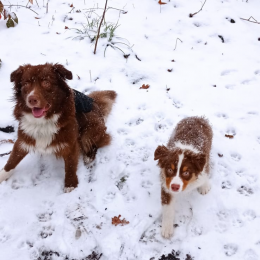 Raesfelgr et ragnarok profile