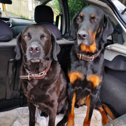 Bonnie et mango profile