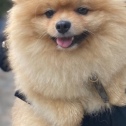 Nada profile