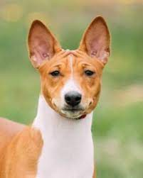 Doggo profile