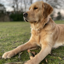 Toffee profile