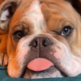 Maurice profile