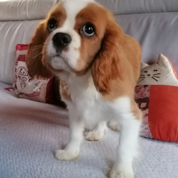 Ugo profile